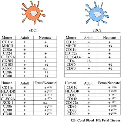 Understanding the Functional Properties of Neonatal Dendritic Cells: A Doorway to Enhance Vaccine Effectiveness?